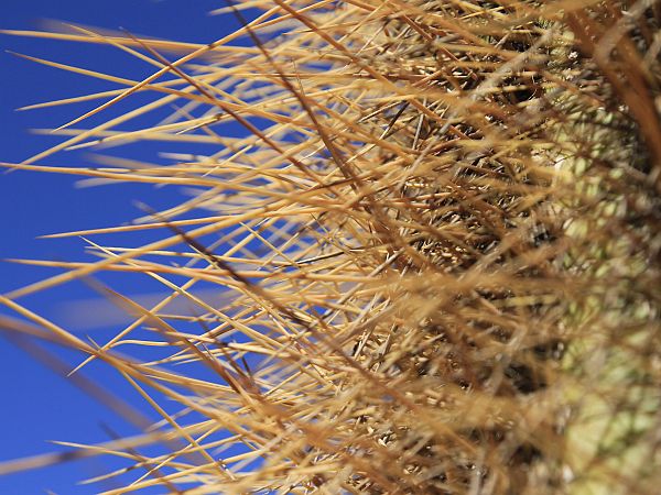 ATACAMA DESERT CACTUS