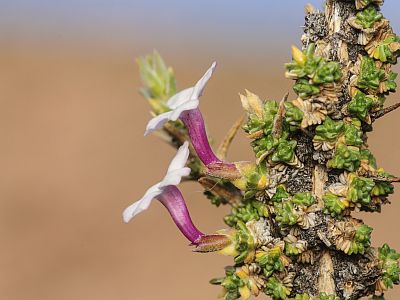 PURITAMA ATACAMA CONSERVATION ENGAGEMENT