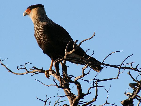 Patagonia Carancho