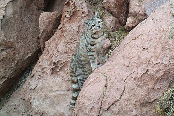 explora puritama biodiversity Andean cat