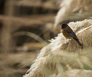 Explora Conservation Reserves Desert and Altiplano