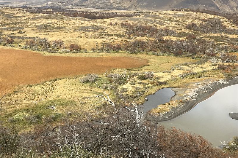 Juncales Torres del Paine National Park