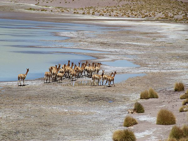 ATACAMA UYUNI TRAVESIA DAY4 GUANCADOS AT THE LAGOON