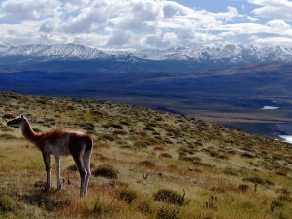 Transfer El Calafate. From Argentina to Chile, South America