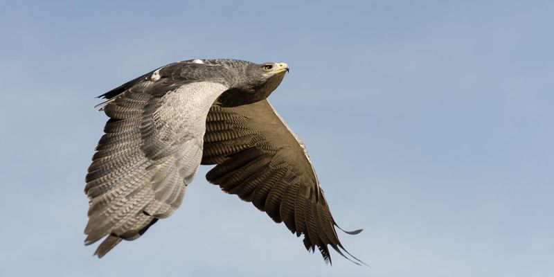 Águila_mora_Michael-Jansen_animais_andinos