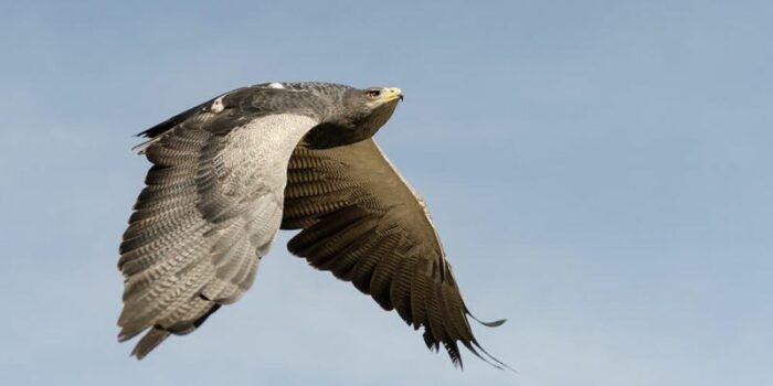 Black-Chested Buzzard-Eagle_Michael-Jansen_andean_animals