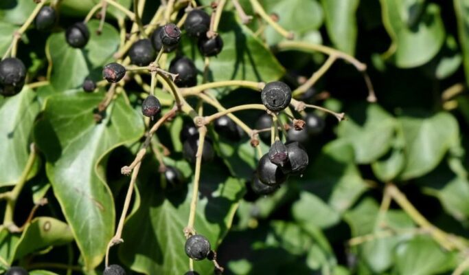 Chilean_Whineberry_Bicanskiedible_plants_in_Chile