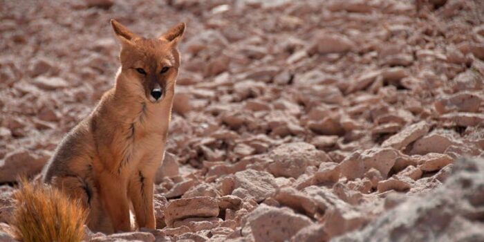 Culpeo_fox-Rodrigo-Basulto_andean_animals