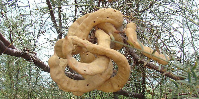 Prosopis_chilensis_Dick-Culbert_edible_plants_in_Chile