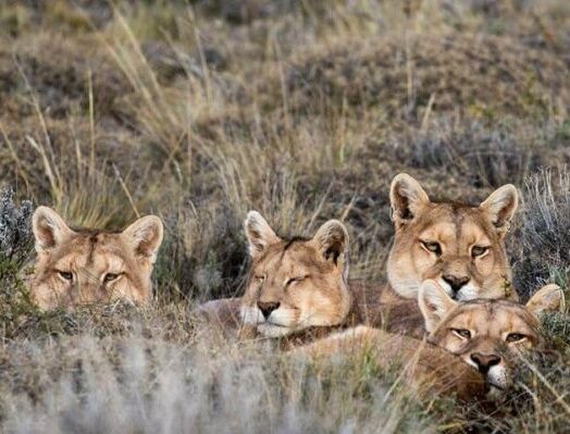 Pumas_Nicolás_Lagos_animais_andinos