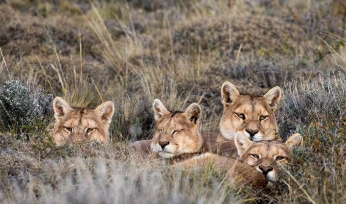 Pumas_Nicolás_Lagos_animais_andinos