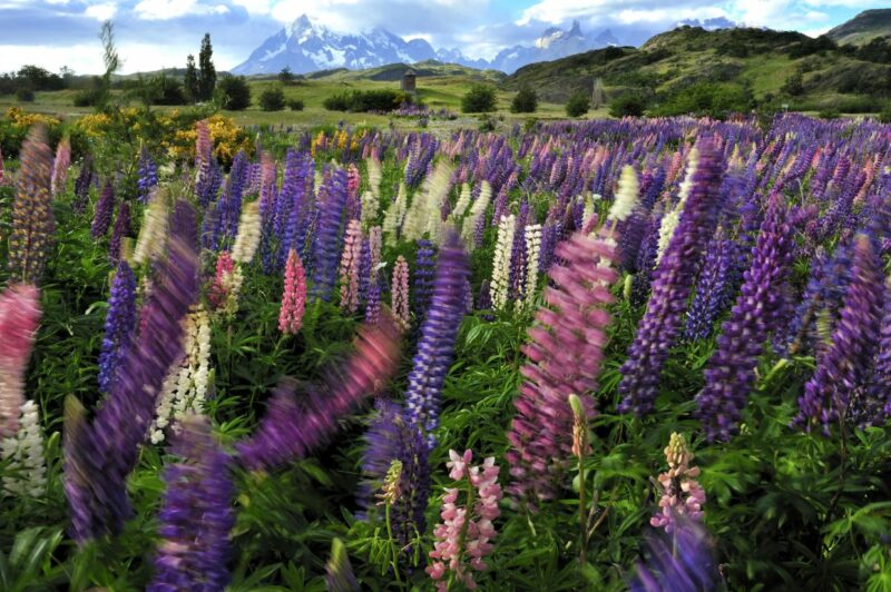 Torres del Paine in Springtime Flowers