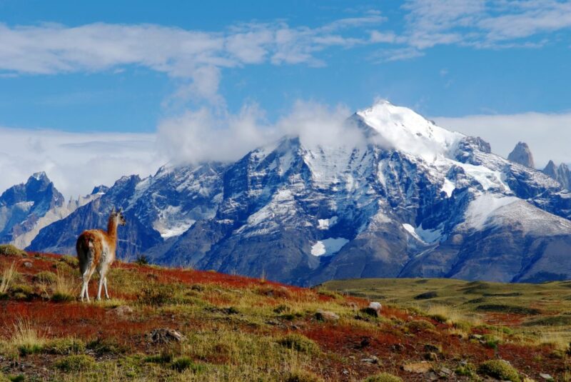 Torres del Paine in Springtime Guanaco