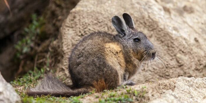 Vizcacha_Kevin_Baird_andean_animals