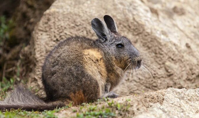 Vizcacha_Kevin_Baird_animais_andinos