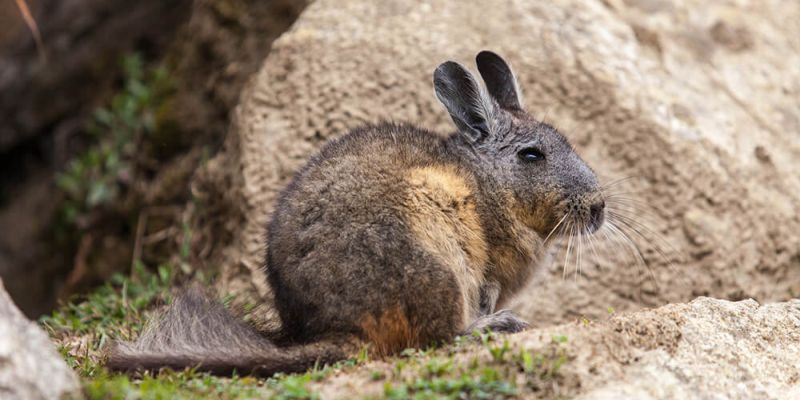 Vizcacha_Kevin_Baird_animais_andinos