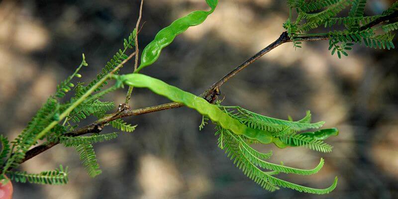 algarrobo_blanco_Valerio-Pillar_plantas_comestibles_en_chile