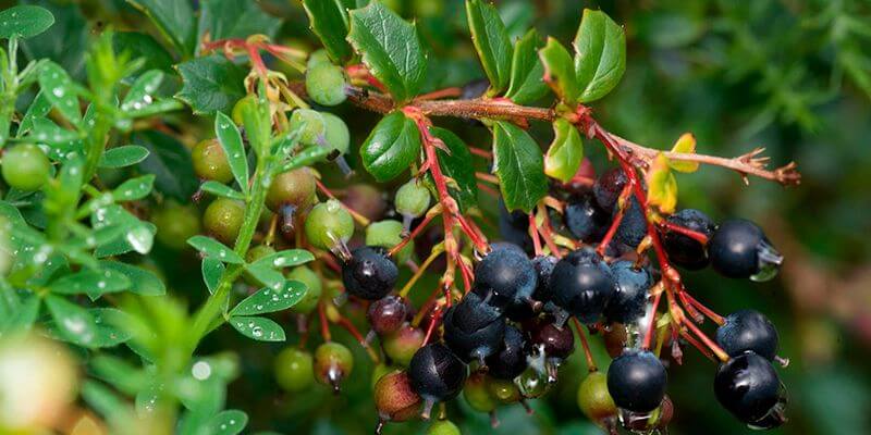 calafate-Jon-Sullivan_plantas_comestibles_en_chile