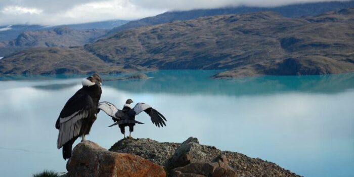 cóndor_f3nc0r3_andean_animals