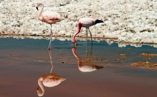 flamencos_animais_andinos