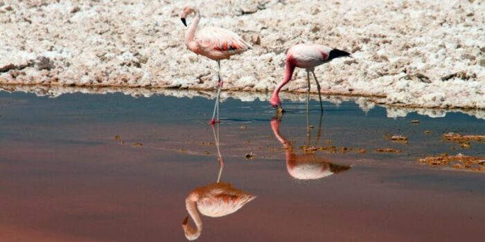 flamencos_animales_andinos