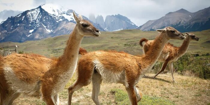 guanaco_Matthew_Peoples_andean_animals