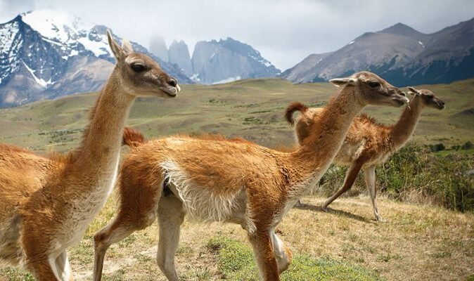 guanaco_Matthew_Peoples_animais_andinos