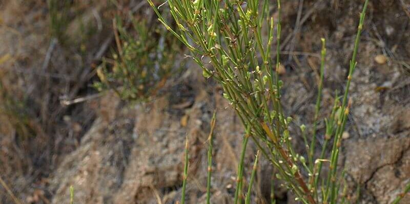 pingo_Scott-Zona__plantas_comestibles_en_chile