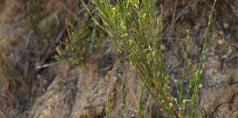 pingo_Scott-Zona_plantas_comestíveis_no_chile