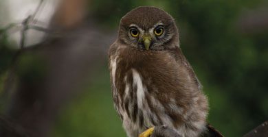 Aves Patagónicas