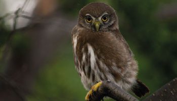Aves Patagónicas