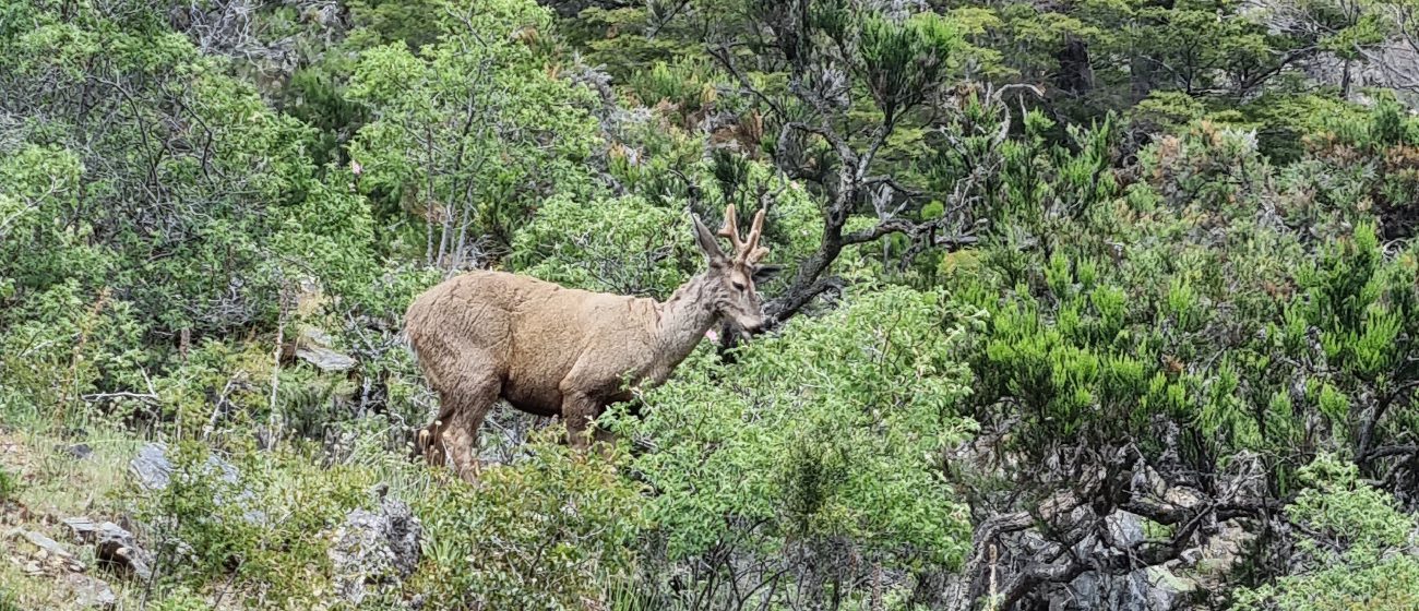 http://Explora%20Lodge_Patagonia%20national%20Park,%20flora%20&%20fauna%20(1)