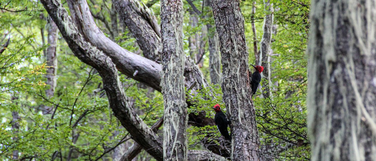 http://Explora%20Lodge_Patagonia%20national%20Park,%20flora%20&%20fauna%20(1)