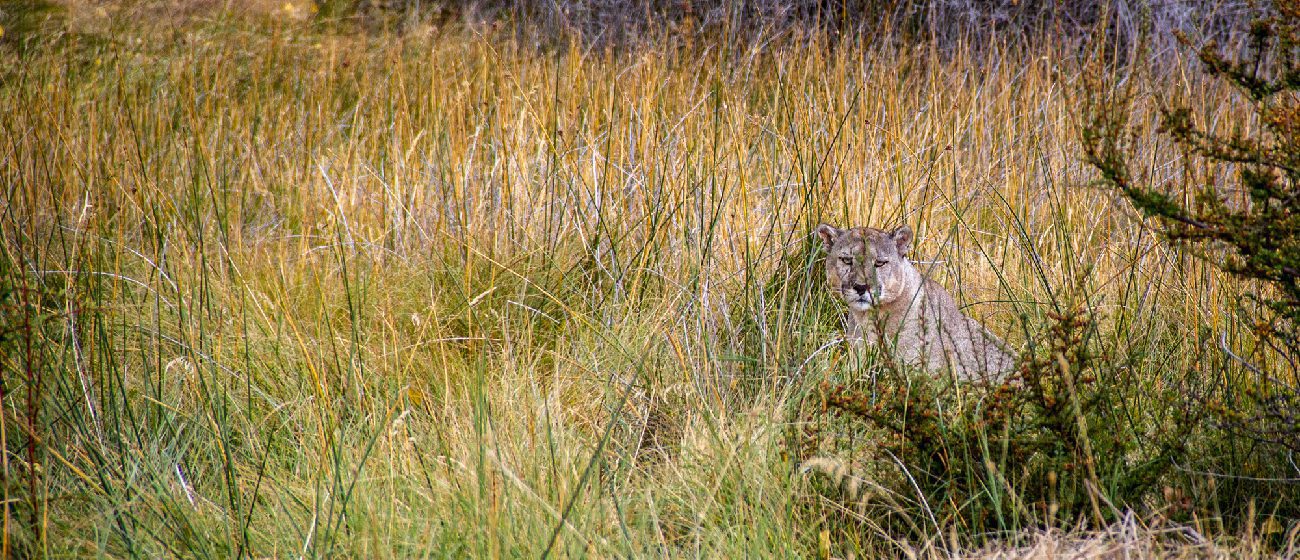 http://Explora%20Lodge_Patagonia%20national%20Park,%20flora%20&%20fauna%20(1)