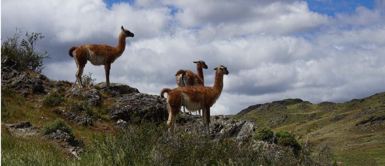 http://Explora%20Lodge_Patagonia%20national%20Park,%20flora%20&%20fauna%20(1)