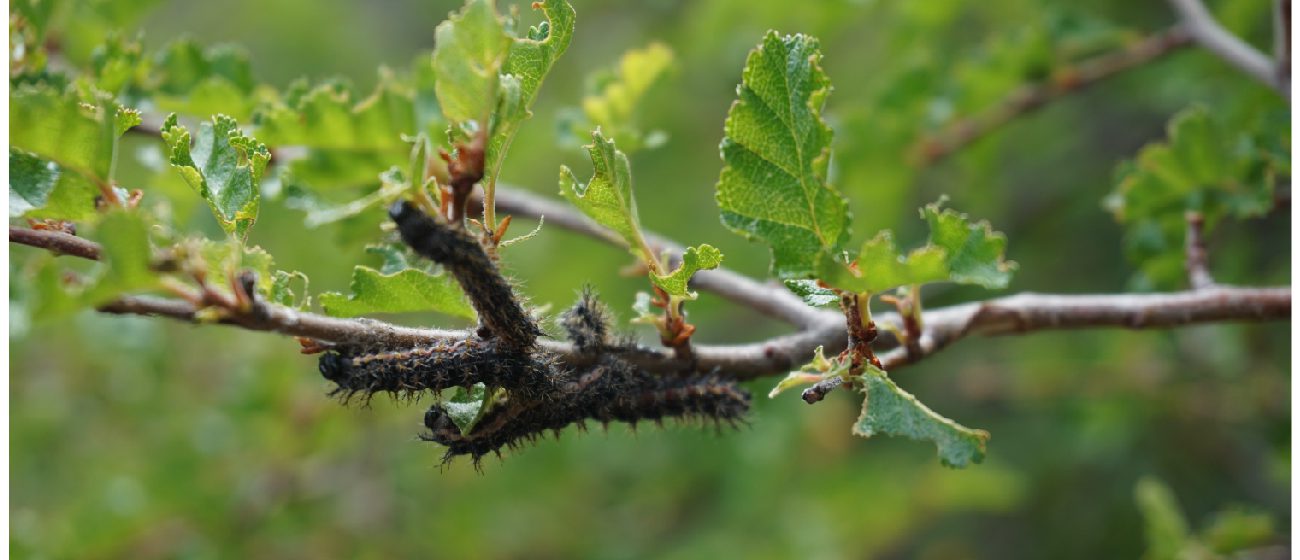 http://Explora%20Lodge_Patagonia%20national%20Park,%20flora%20&%20fauna%20(1)