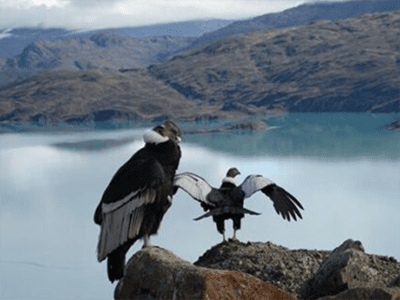 Sept Animaux andins que vous rencontrerez aussi bien à Atacama qu’en Patagonie