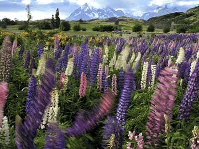 5 raisons de visiter le parc national Torres del Paine au printemps