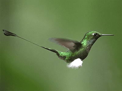 La Vallée Sacrée des Incas : un paradis pour apercevoir des colibris