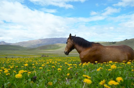 Torres del Paine Conservation Reserve