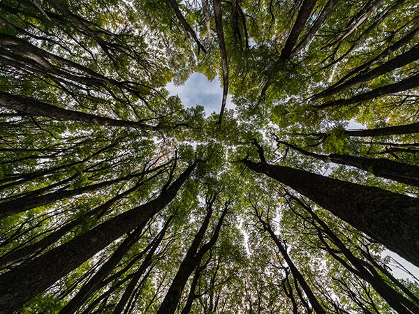 Beneficios de la naturaleza