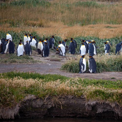 TIERRA FUEGO KING PINGUINS