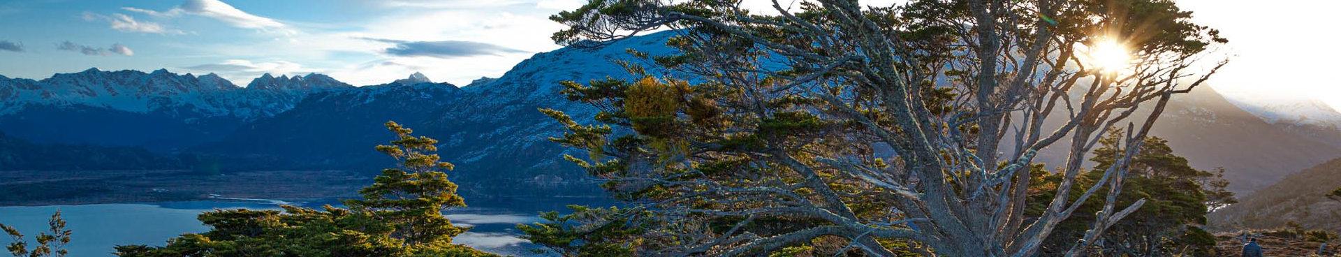 TIERRA FUEGO lenga