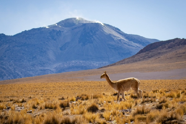 Begin your journey to Atacama