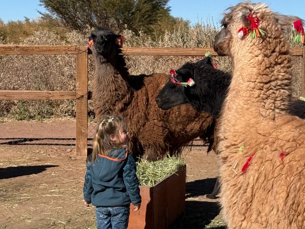 Family with kids in the desert, Explora Atacama family friendly trip. Llamas with kids.