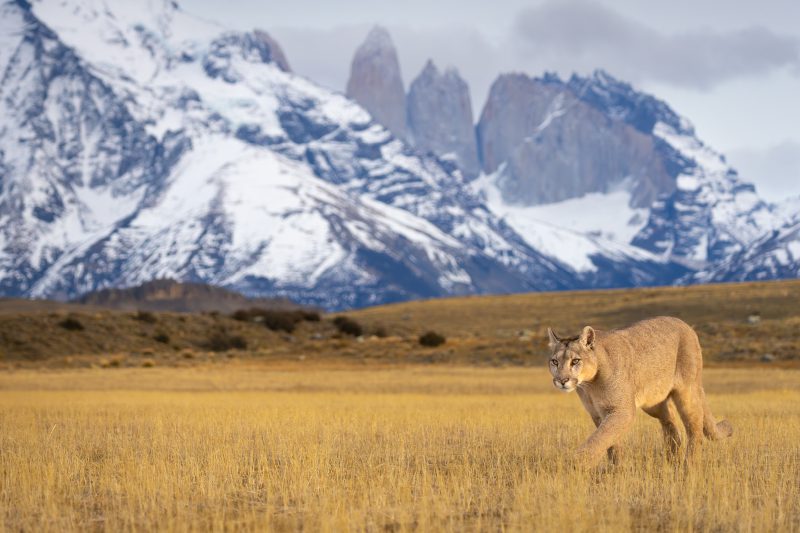 Encuentros con el Puma