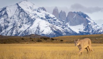 Puma Encounters