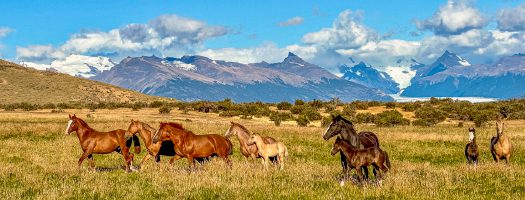 Horses in Calafate
