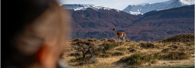 Traveler looking at a guanaco in Patagonia National Park