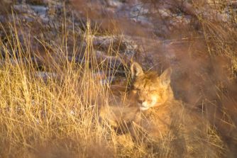 Puma resting in the Torres del Paine Conservation Reserve